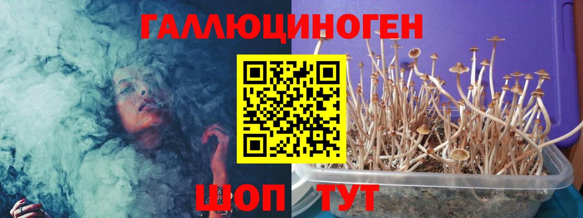 Галлюциногенные грибы GOLDEN TEACHER  Вход с VPN  Новозыбков  Псилоцибиновые грибы прущие грибы 